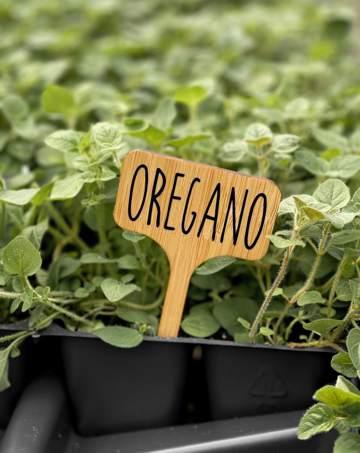 oregano-garden-stake